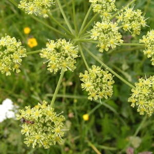 Photographie n°179288 du taxon Heracleum sibiricum L. [1753]