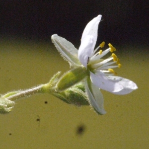 Photographie n°179310 du taxon Spergularia marina (L.) Besser [1821]