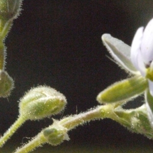 Photographie n°179312 du taxon Spergularia marina (L.) Besser [1821]