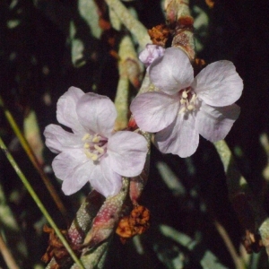 Photographie n°179316 du taxon Limoniastrum monopetalum (L.) Boiss. [1848]