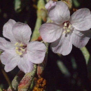 Photographie n°179317 du taxon Limoniastrum monopetalum (L.) Boiss. [1848]