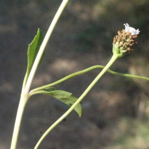 Photographie n°179319 du taxon Phyla filiformis (Schrad.) Meikle [1985]