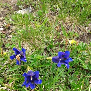 Photographie n°179329 du taxon Gentiana alpina Vill. [1779]