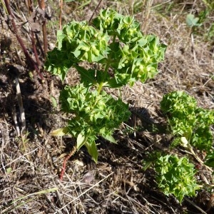 Photographie n°179354 du taxon Euphorbia falcata L.