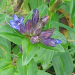 Gentiana cruciata L. (Gentiane croisette)