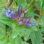  Joceline Chappert-bessiere - Gentiana cruciata L.