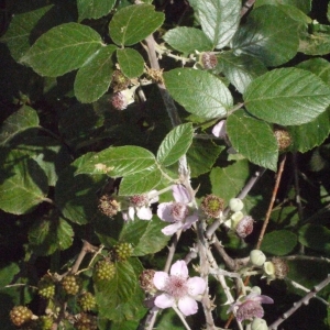 Photographie n°179384 du taxon Rubus ulmifolius Schott [1818]