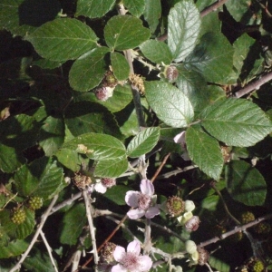 Photographie n°179385 du taxon Rubus ulmifolius Schott [1818]