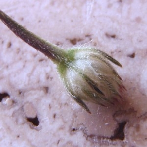 Photographie n°179391 du taxon Cephalaria transylvanica (L.) Schrad. ex Roem. & Schult. [1818]