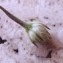 Genevieve Botti - Cephalaria transylvanica (L.) Schrad. ex Roem. & Schult. [1818]