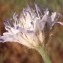  Genevieve Botti - Cephalaria transylvanica (L.) Schrad. ex Roem. & Schult. [1818]
