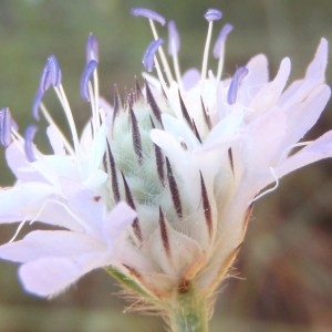  - Cephalaria transylvanica (L.) Schrad. ex Roem. & Schult. [1818]