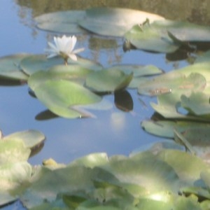 Photographie n°179398 du taxon Nymphaea alba L. [1753]