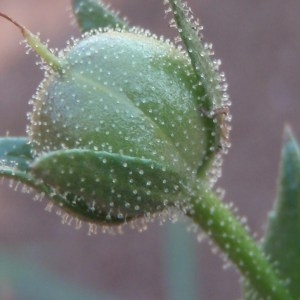  - Verbascum blattaria L. [1753]