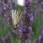 Lavandula angustifolia Mill. [1768] [nn38072] par Gisèle Arliguie le 28/07/2012 - Léotoing