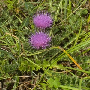 Photographie n°179421 du taxon Cirsium acaulon (L.) Scop. [1769]