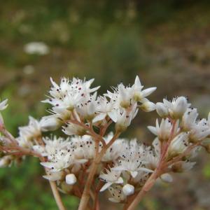 Photographie n°179442 du taxon Sedum album L.