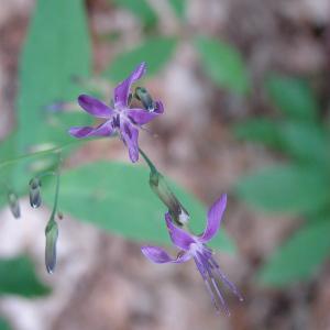 Photographie n°179454 du taxon Prenanthes purpurea L. [1753]