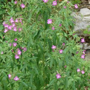 Photographie n°179459 du taxon Epilobium hirsutum L.