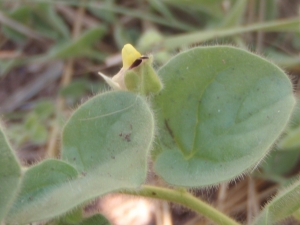 Genevieve Botti, le 31 juillet 2013 (Le Pradet)