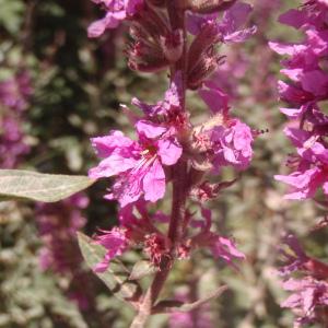 Photographie n°179503 du taxon Lythrum salicaria L. [1753]