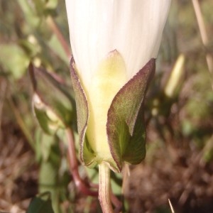 Photographie n°179504 du taxon Calystegia sepium (L.) R.Br. [1810]