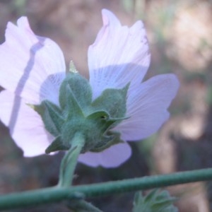 Photographie n°179507 du taxon Althaea cannabina L. [1753]