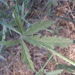 Photographie n°179510 du taxon Althaea cannabina L. [1753]