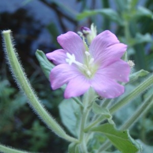 Photographie n°179515 du taxon Epilobium hirsutum L. [1753]