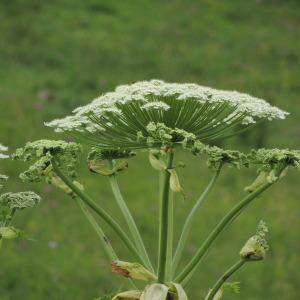 APIACEAE