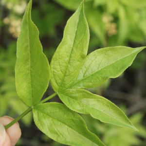 Photographie n°179544 du taxon Staphylea pinnata L. [1753]