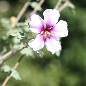 Photographie n°179556 du taxon Hibiscus syriacus L. [1753]