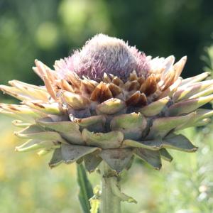 Photographie n°179589 du taxon Cynara cardunculus L. [1753]