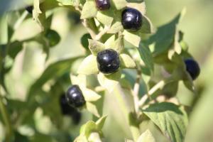 Hervé GOËAU, le 18 juillet 2010 (Paris (Jardin des Plantes))