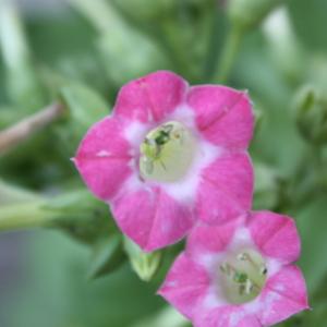 Photographie n°179620 du taxon Nicotiana tabacum L. [1753]