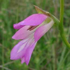 Photographie n°179635 du taxon Gladiolus italicus Mill.
