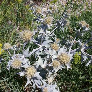 Photographie n°179636 du taxon Eryngium maritimum L. [1753]