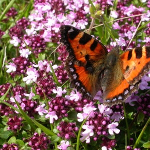 Thymus serpyllum proles angustifolius (Schübler & G.Martens) Rouy (Serpolet)