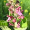  Jean-Claude Echardour - Stachys sylvatica L. [1753]