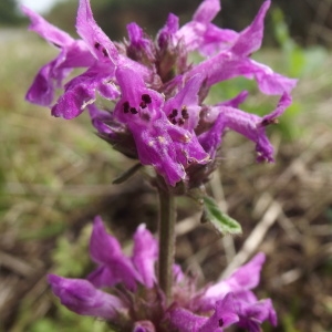 Betonica rusticana Jord. & Fourr. (Bétoine officinale)