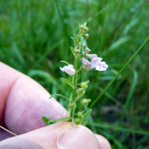 Photographie n°179669 du taxon Scutellaria minor Huds.