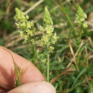 Photographie n°179685 du taxon Reseda lutea L. [1753]