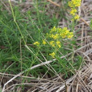 Photographie n°179688 du taxon Galium verum L. [1753]