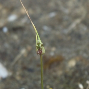Photographie n°179690 du taxon Allium oleraceum L. [1753]