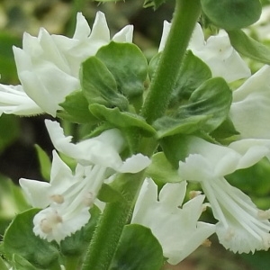 Ocimum basilicum var. purpurascens Benth. (Basilic)