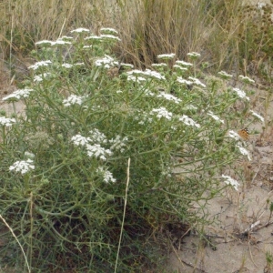 Photographie n°179760 du taxon Echinophora spinosa L. [1753]