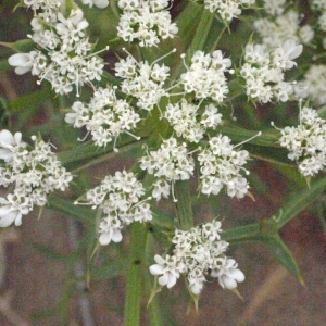 Photographie n°179761 du taxon Echinophora spinosa L. [1753]