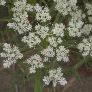 Photographie n°179762 du taxon Echinophora spinosa L. [1753]