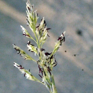 Sporobolus virginicus sensu Guin. & R.Vilm. (Sporobole piquant)