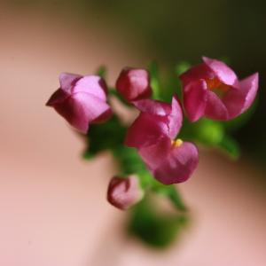 Photographie n°179783 du taxon Centaurium erythraea Rafn [1800]